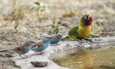 Yellow-collared Lovebird and Red-cheeked Cordon-bleu- Zwartmaskeragapornis en Blauwfazantje