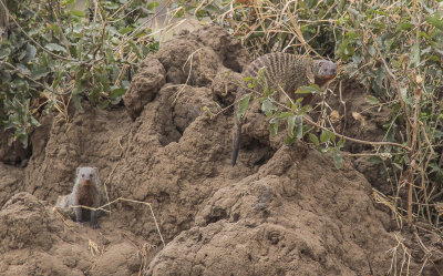 Banded Mongoose - Zebramangoeste