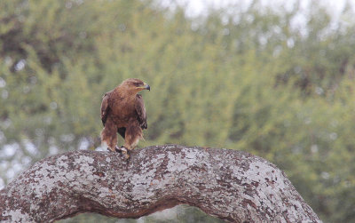 Tawny Eagle - Savannearend
