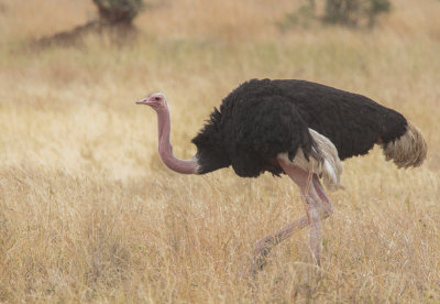 Common Ostrich - Struisvogel