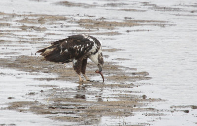 African Fish Eagle - Afrikaanse Zeearend