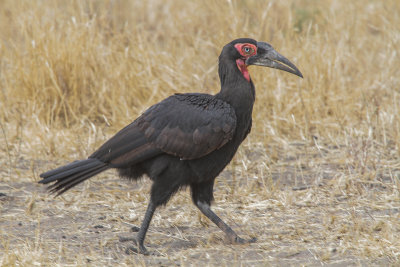 Southern Ground-Hornbill - Zuidelijke Hoornraaf