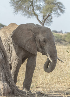 African Elephant - Afrikaanse Savanneolifant