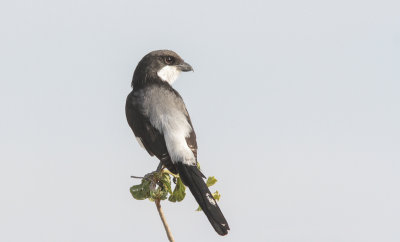 Long-tailed Fiscal - Cabanis' Klapekster