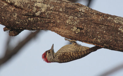 Cardinal Woodpecker - Kardinaalspecht