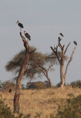 Marabou Stork - Afrikaanse Maraboe