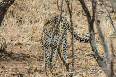 Leopard - Luipaard