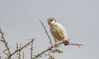 Pygmy Falcon - Afrikaanse Dwergvalk