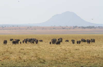 African Elephant - Afrikaanse Savanneolifant