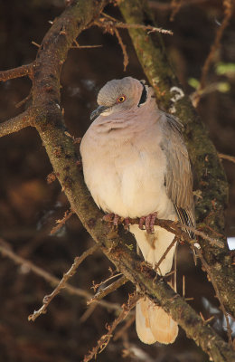 African Mourning Dove - Treurduif