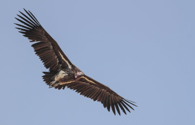 Lappet-faced Vulture - Oorgier