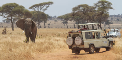 African Elephant - Afrikaanse Savanneolifant