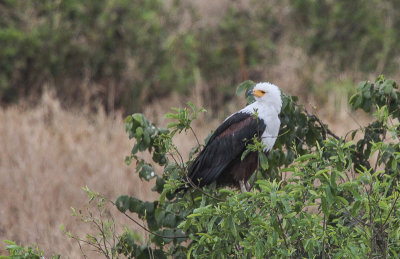 African Fish Eagle - Afrikaanse Zeearend