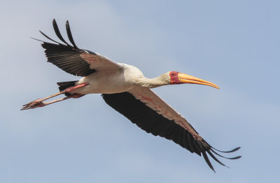 Yellow-billed Stork - Afrikaanse Nimmerzat