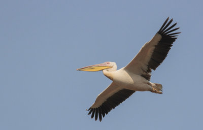 Great White Pelican - Roze Pelikaan