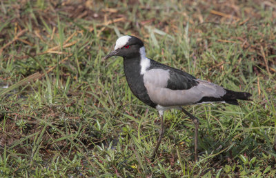 Blacksmith Plover - Smidplevier