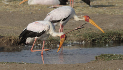 Yellow-billed Stork - Afrikaanse Nimmerzat