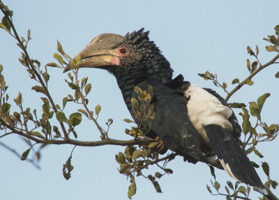 Silvery-cheeked Hornbill - Zilveroorneushoornvogel