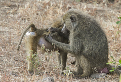 Yellow Baboon - Gele Baviaan