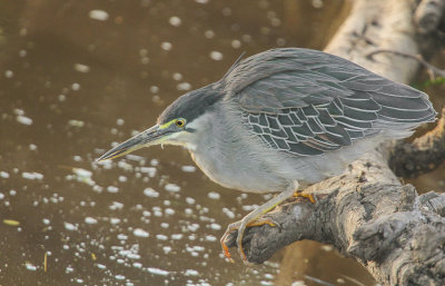 Striated Heron - Mangrovereiger