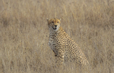 Cheetah - Jachtluipaard