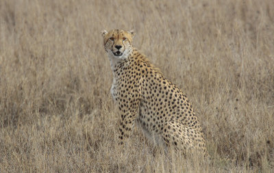 Cheetah - Jachtluipaard