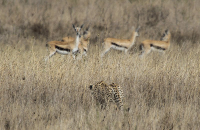 Cheetah - Jachtluipaard