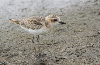 Kittlitz's Plover - Herdersplevier