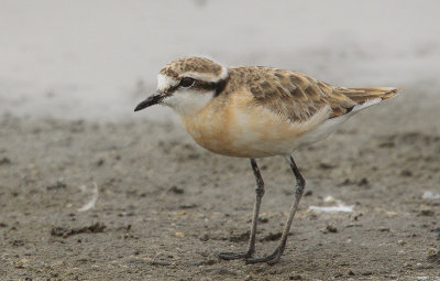 Kittlitz's Plover - Herdersplevier