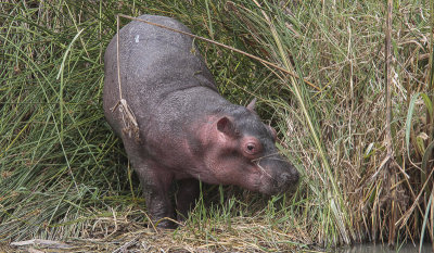 Hippopotamus - Nijlpaard