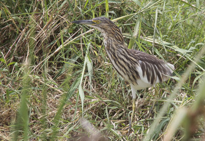 Malagasy Pond Heron - Madagaskarralreiger