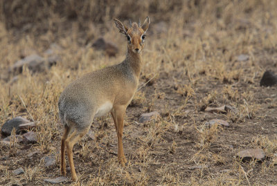 Kirk's Dikdik - Kirks Dikdik