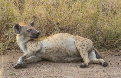 Spotted Hyena - Gevlekte Hyena