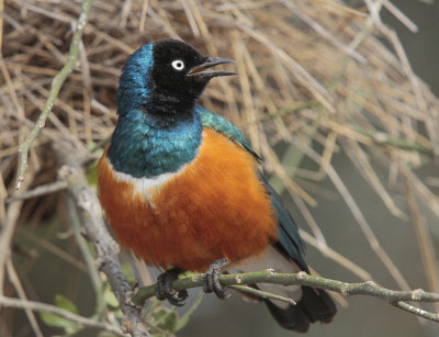 Superb Starling - Driekleurenglansspreeuw