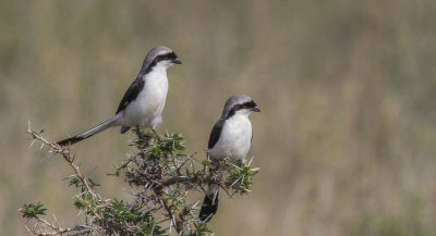 Grey-backed Fiscal - Grijsrugklapekster