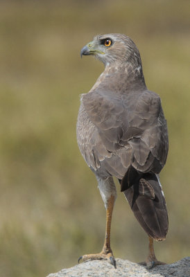 Eastern Chanting Goshawk - Bleke Zanghavik