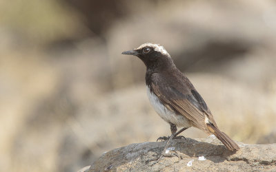 Schalow's Wheatear - Rppells Tapuit