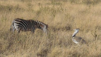Kori Bustard and Grant's Zebra - Koritrap en Grants Zebra 