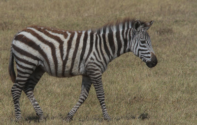 Grant's Zebra - Grants Zebra