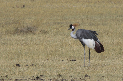 Grey Crowned Crane - Grijze Kroonkraanvogel