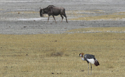 Grey Crowned Crane and White-bearded Wildebeest - Grijze Kroonkraanvogel en Witbaardgnoe