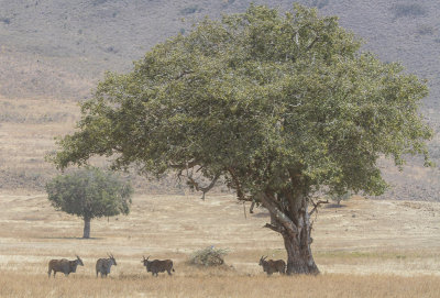 Common Eland - Elandantilope