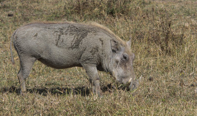 Common Warthog - Wrattenzwijn