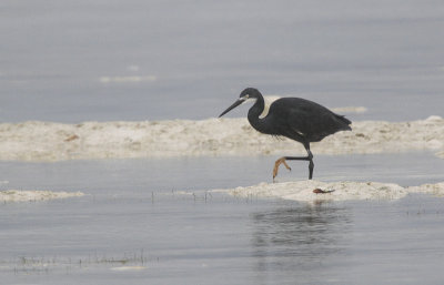 Dimorphic Egret - Madagaskarzilverreiger