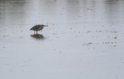 Striated Heron - Mangrovereiger