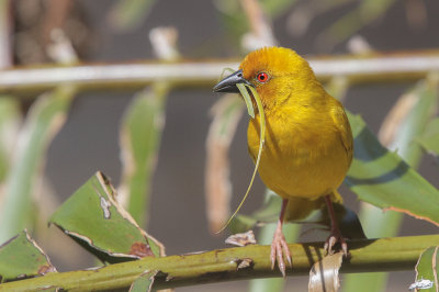 African Golden Weaver