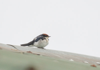 Wire-tailed Swallow - Roodkruinzwaluw