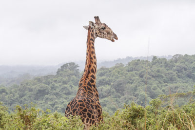 Masai Giraffe - Masaigiraffe