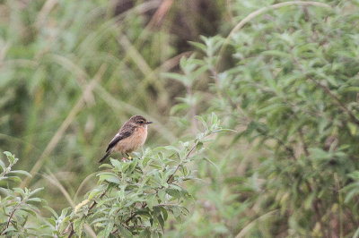 African Stonechat, female - Afrikaanse Roodborsttapuit, vrouwtje