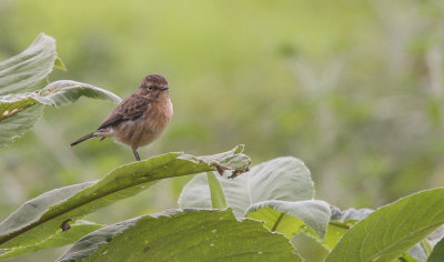 African Stonechat, female - Afrikaanse Roodborsttapuit, vrouwtje